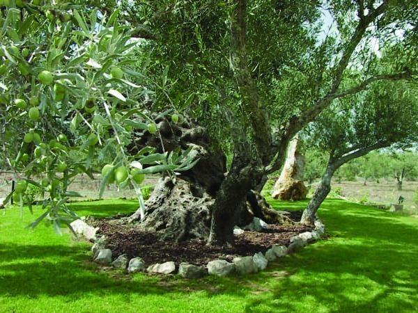 Quinta Dos Tesouros Villa São Brás de Alportel Eksteriør bilde