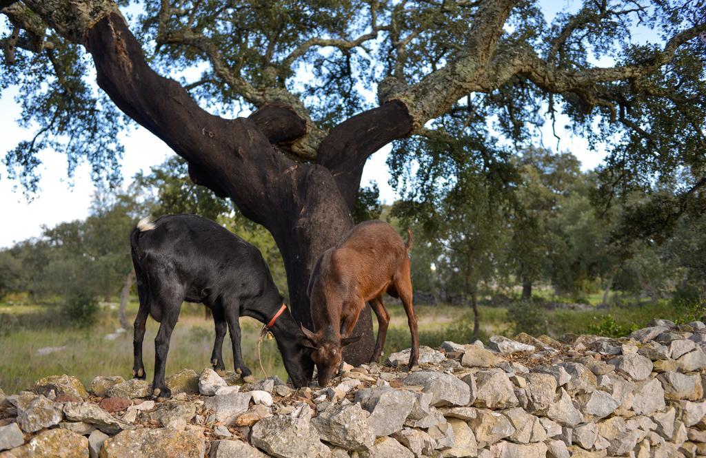 Quinta Dos Tesouros Villa São Brás de Alportel Eksteriør bilde